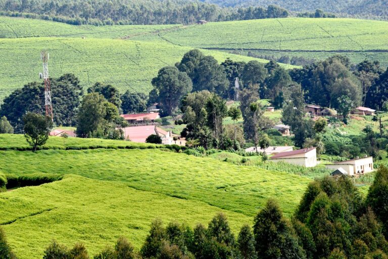 Bururi Tour Packages