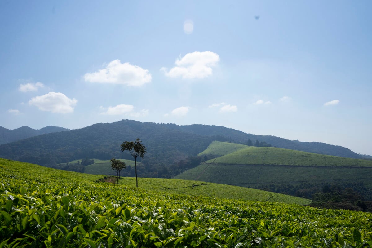 5-Day Burundi Tour Itinerary