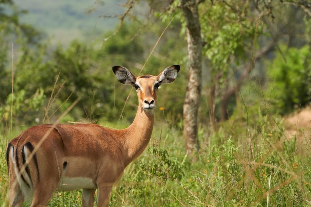 6 Day Burundi Tour Itinerary