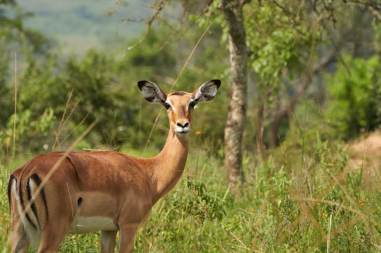 6 Day Burundi Tour Itinerary