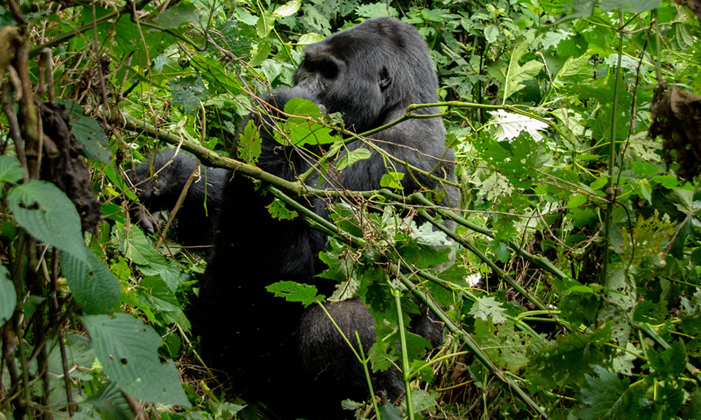 Vyanda Forest Reserve