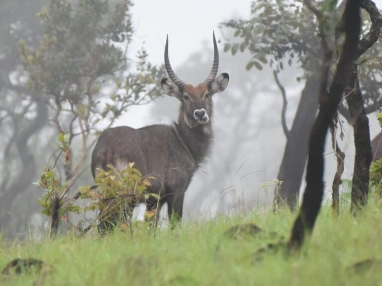 Best Tours in Burundi