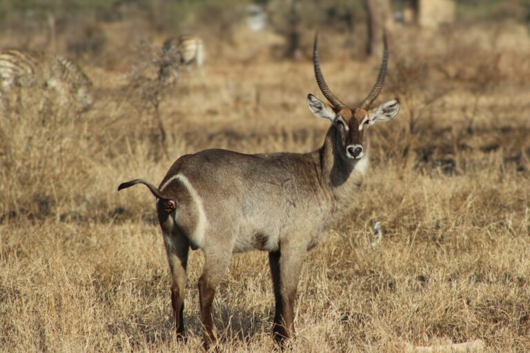 Ruvubu National Park