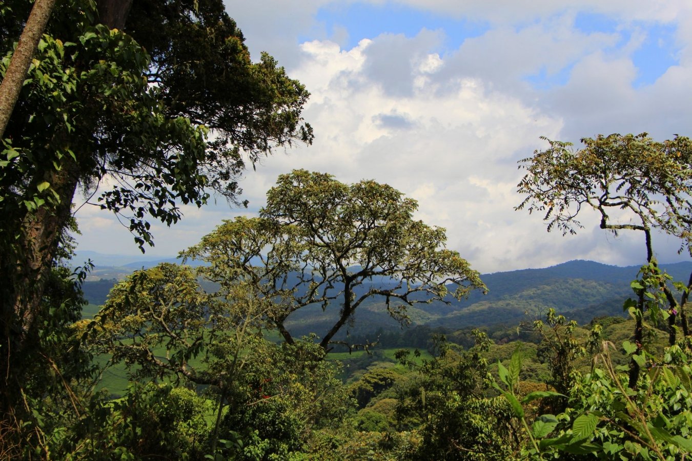 Drums and Kibira Forest Tour