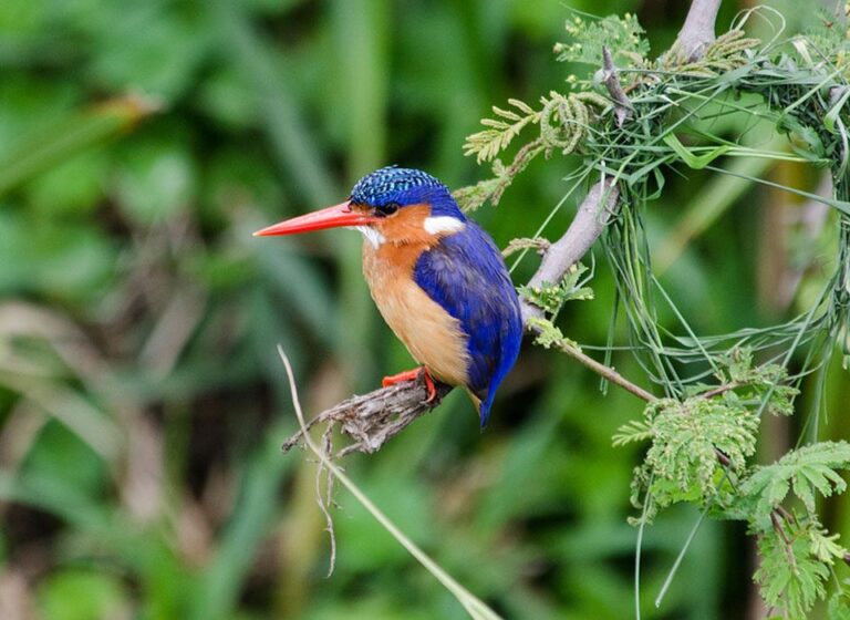 Boat Tours for Bird Watching in Burundi
