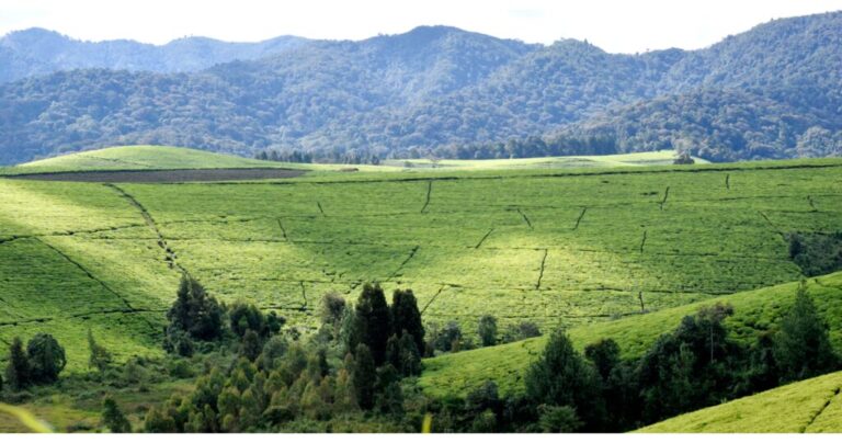 Best Time to Visit Burundi for Tours