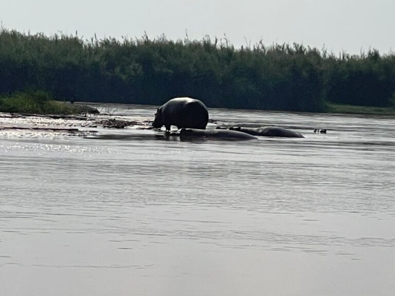 Hippo & Crocodile Viewing in Burundi