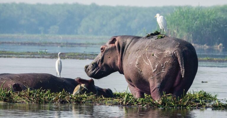Lake Tanganyika Boat Tour with Hippos & Crocodiles