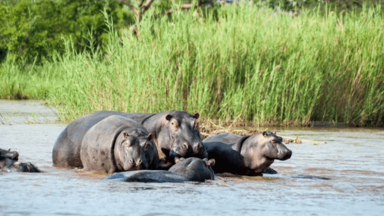 Rusizi National Park Wildlife Day Experience