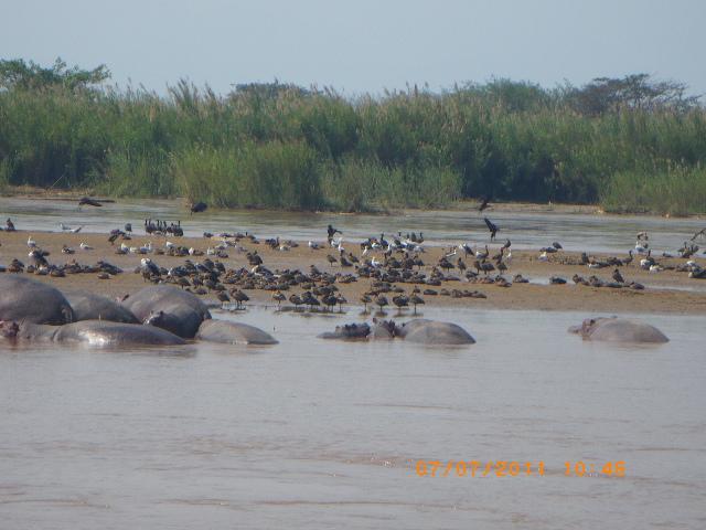 Rusizi National Park Wildlife Day Experience