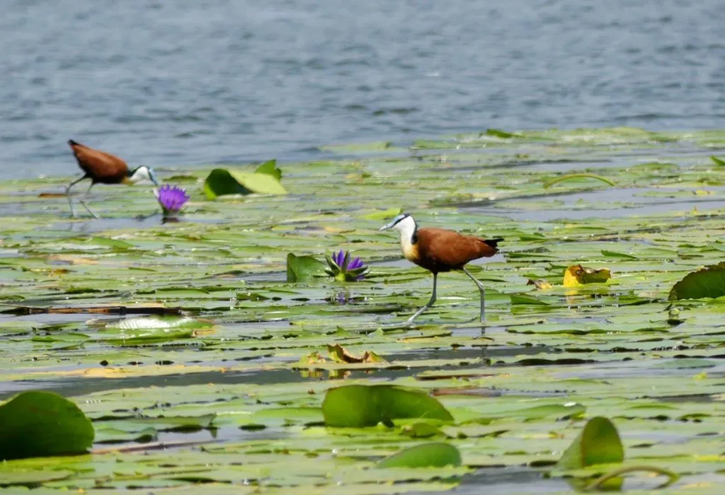 Sunset over Birds Lake in northern Burundi