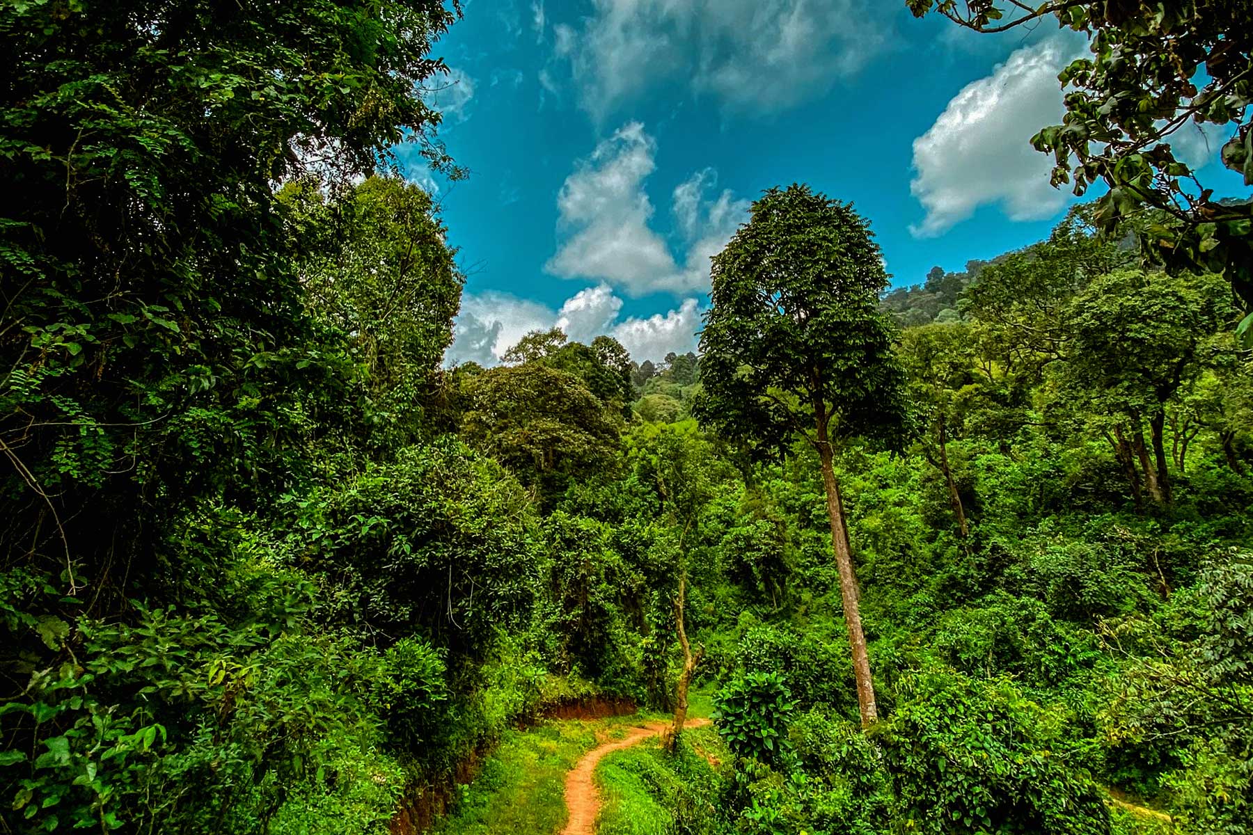 Tea plantations below Kibira National Park