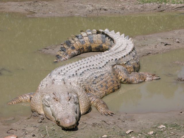 Crocodile on the riverbank in Rusizi National Park