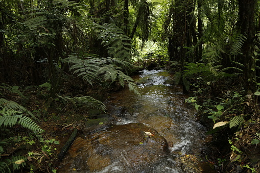 View over hills and valleys near Kibira National Park
