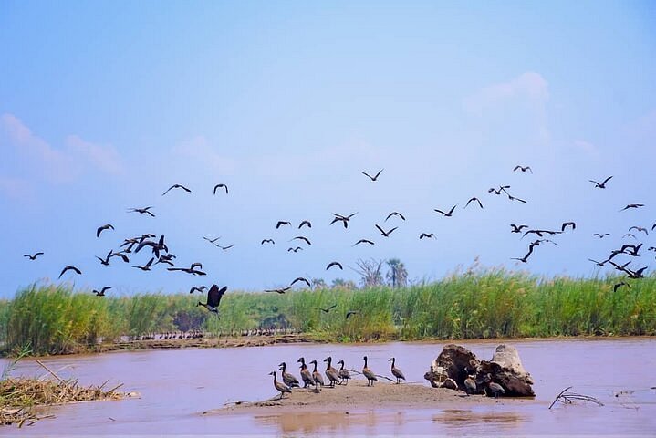 Birdlife along the Rusizi River