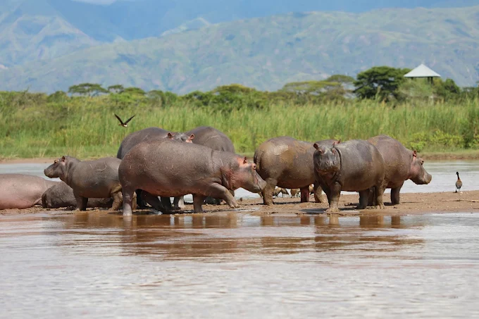 Hippos resting in the water at Rusizi National Park