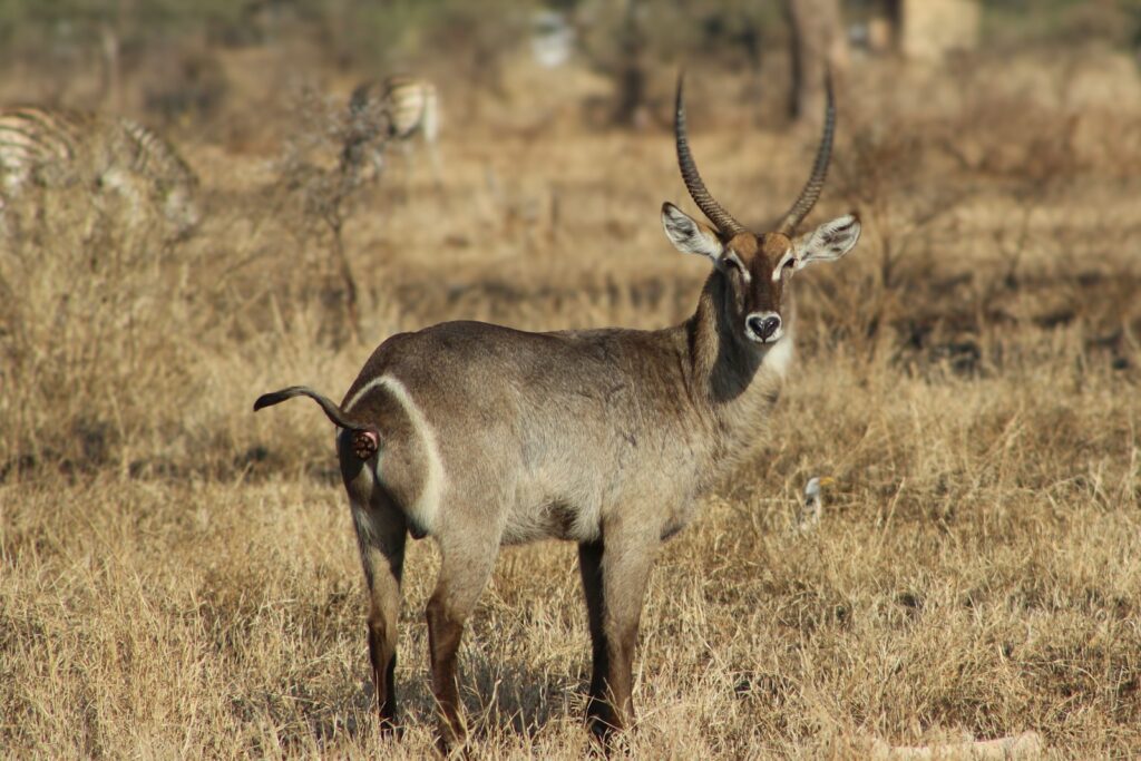 Ruvubu National Park in Burundi