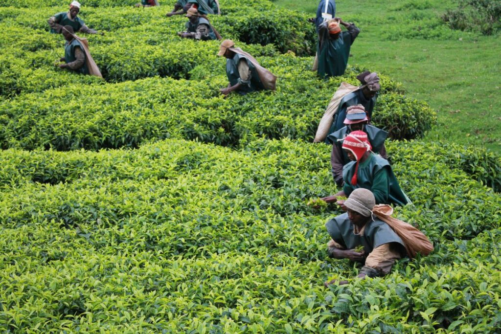 Teza Tea Plantations in Burundi