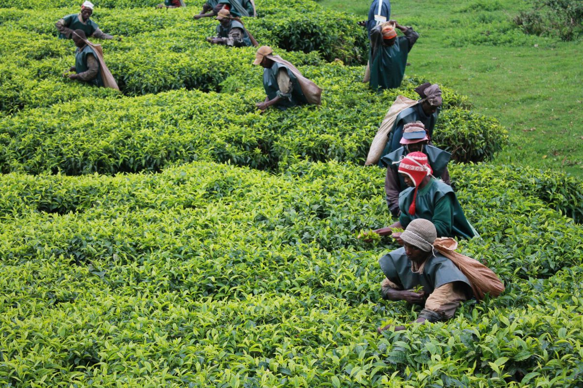Teza Tea Plantations attraction in Burundi