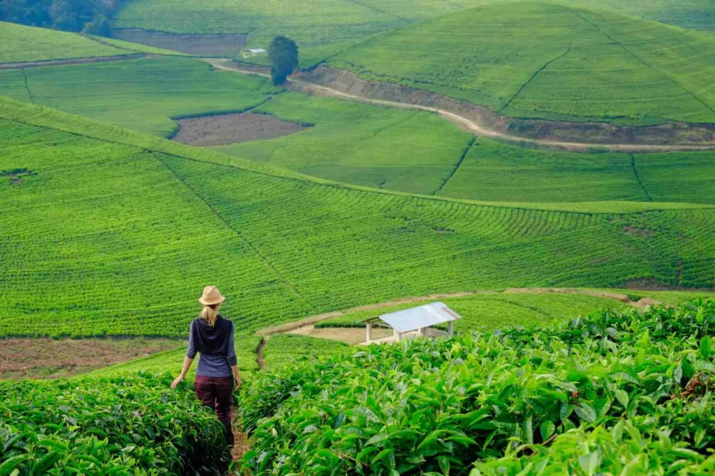 Teza Highlands and Kibira Forest Escape