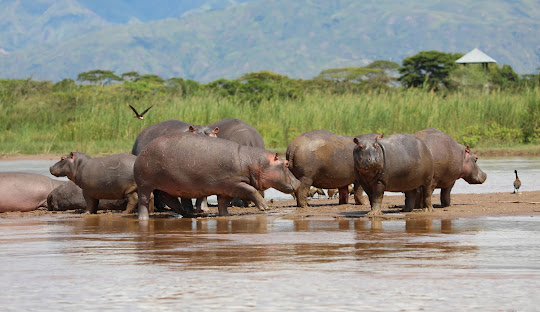 Rusizi National Park in Burundi